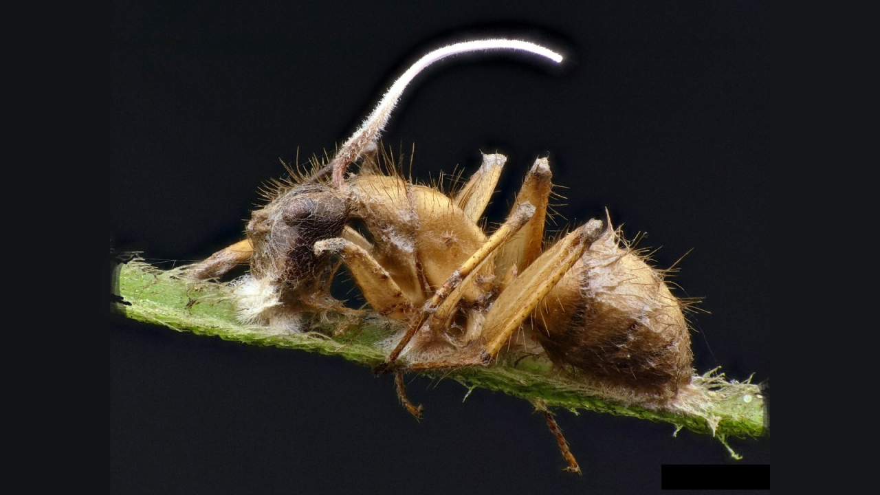Ophiocordyceps fertőzött hangya